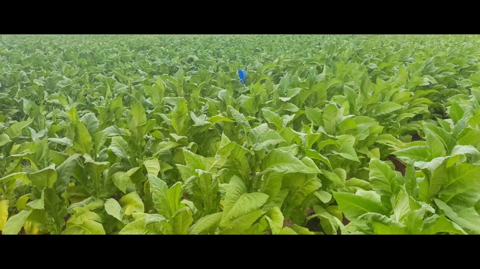 1691742430174695.jpg 4